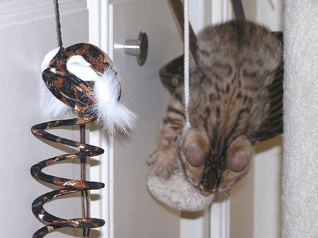 Lancelot More Basket Play